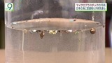マイクロプラスチック